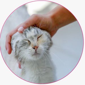 Antiparasitarios - Gatos