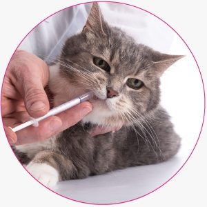 Medicamentos - Gatos