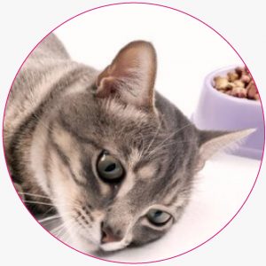Suplementos y Nutracéuticos - Gatos